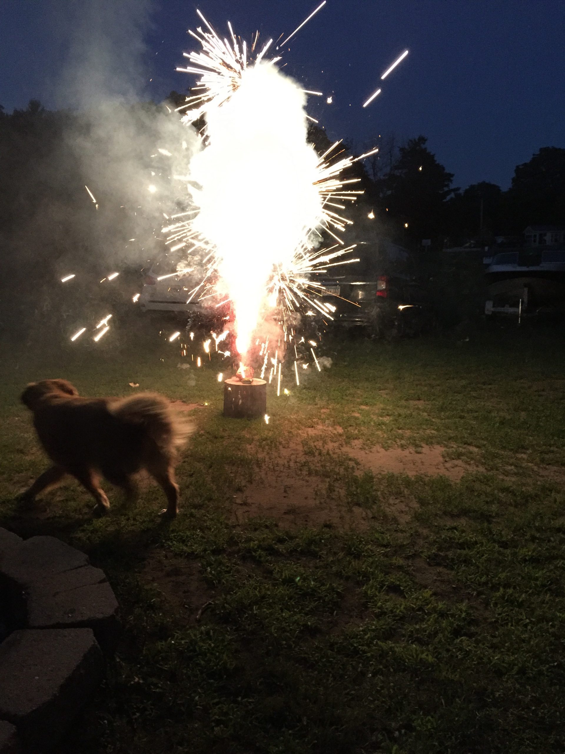 cane e botti di capodanno