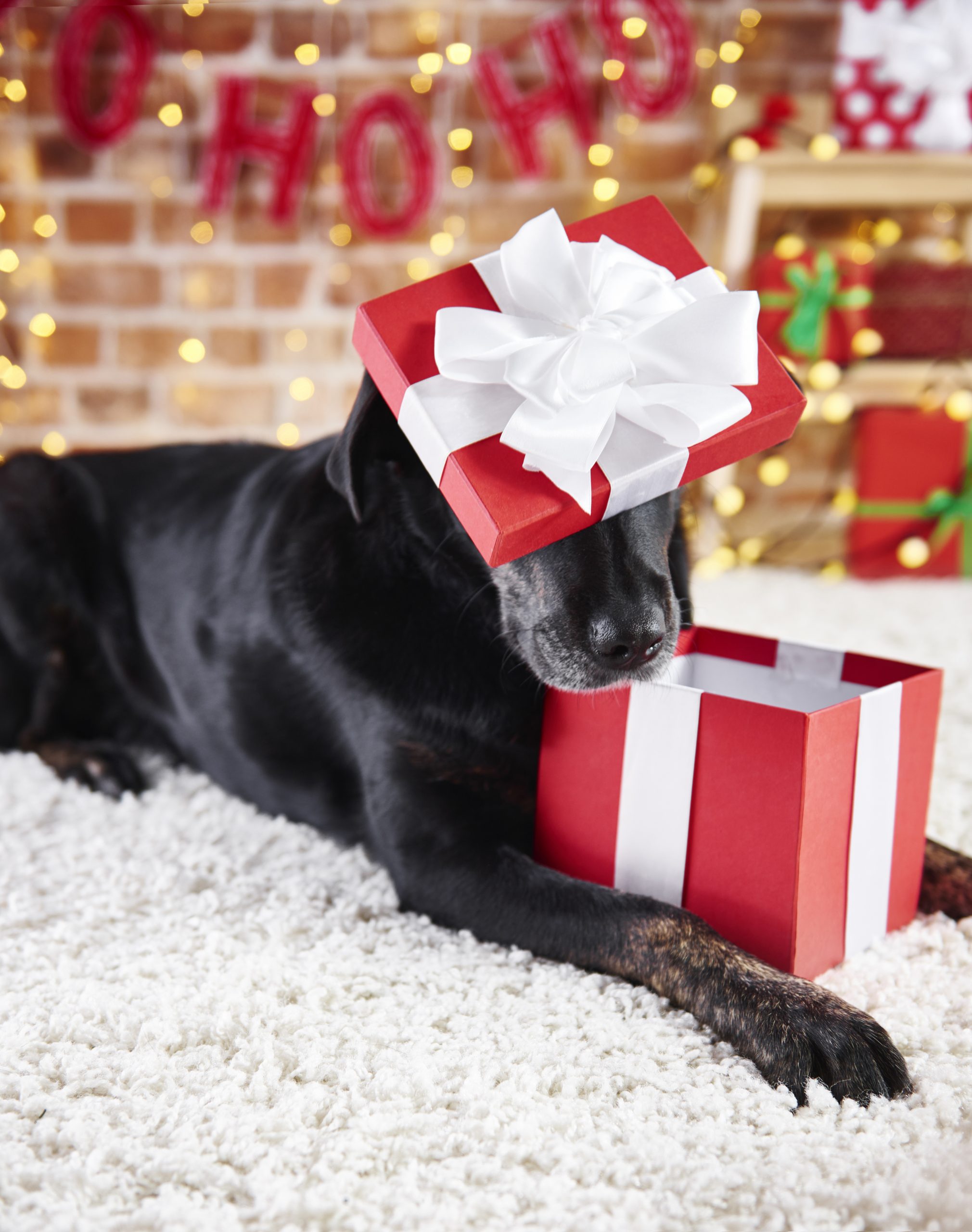 cane-in-regalo-scaled