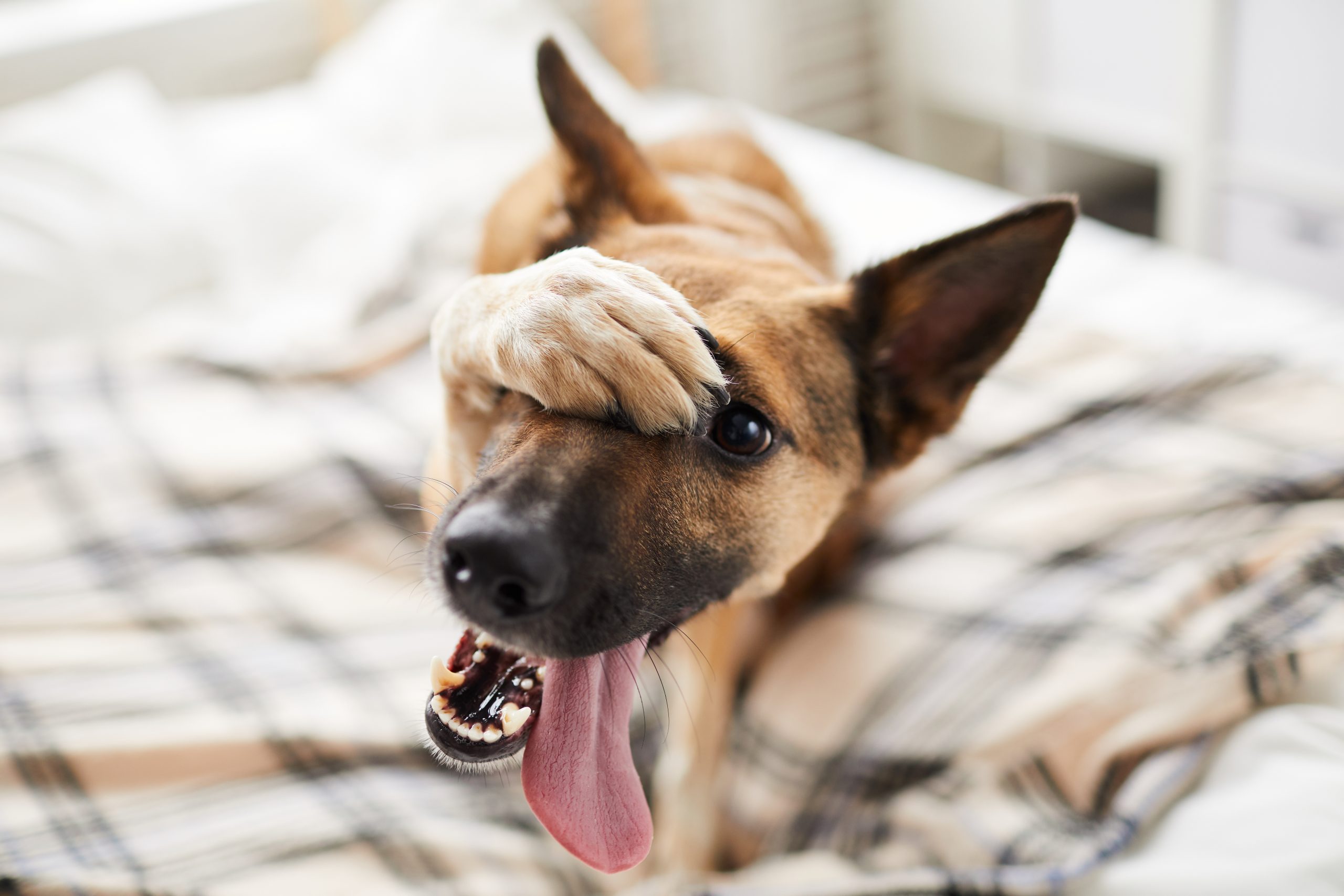 emozioni-del-cane-scaled