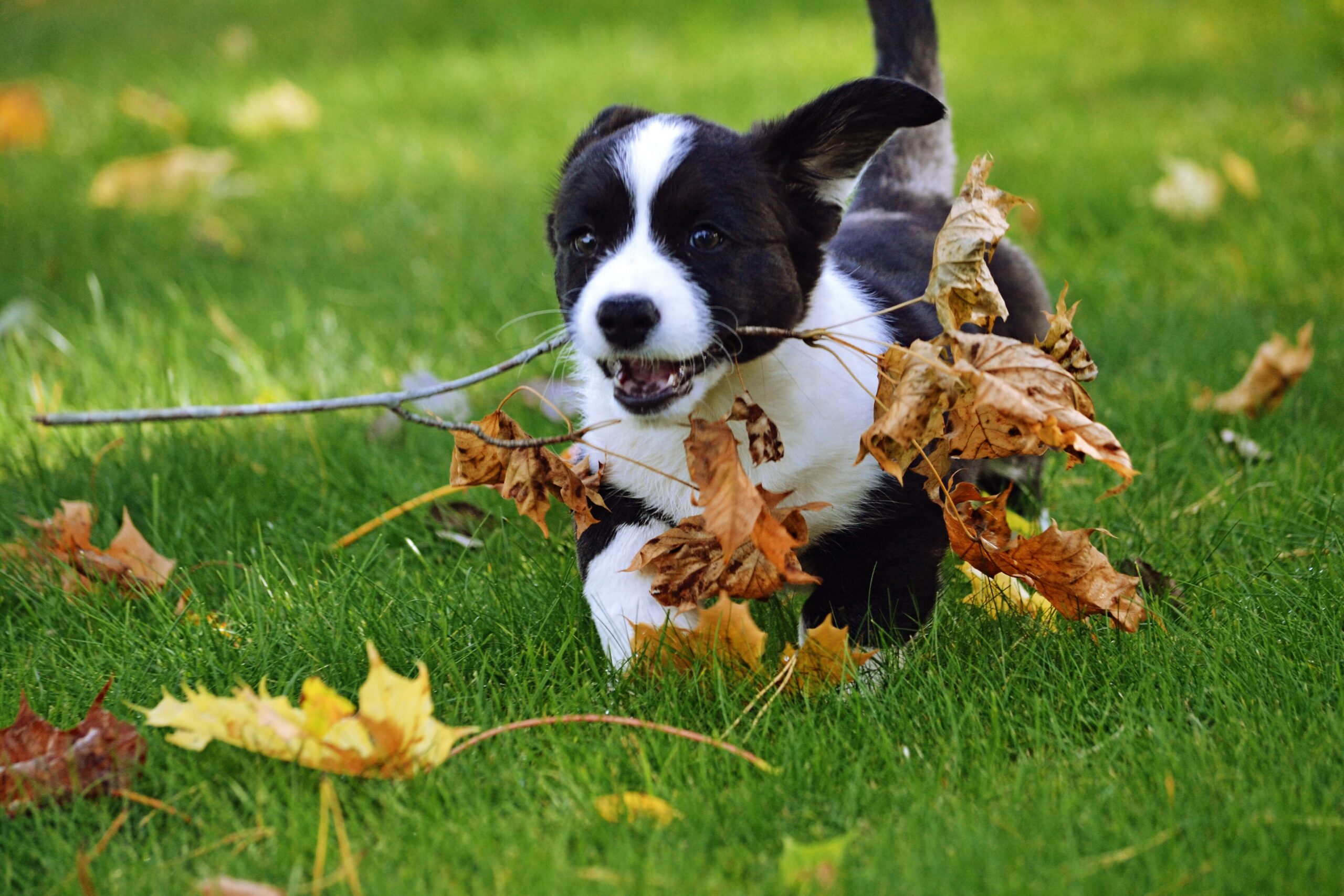 pensione-per-cani-scaled