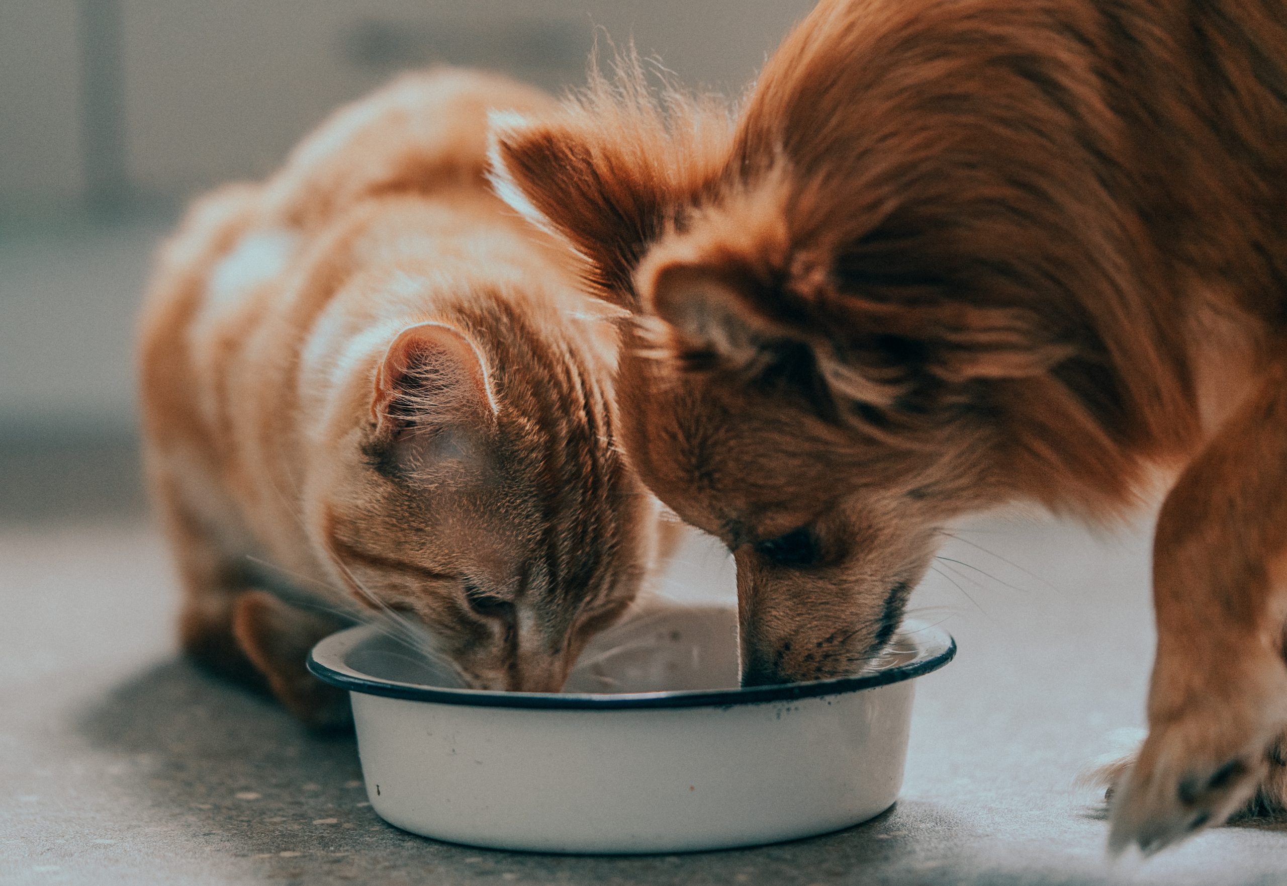 adottare un cane o un gatto adottare un cane