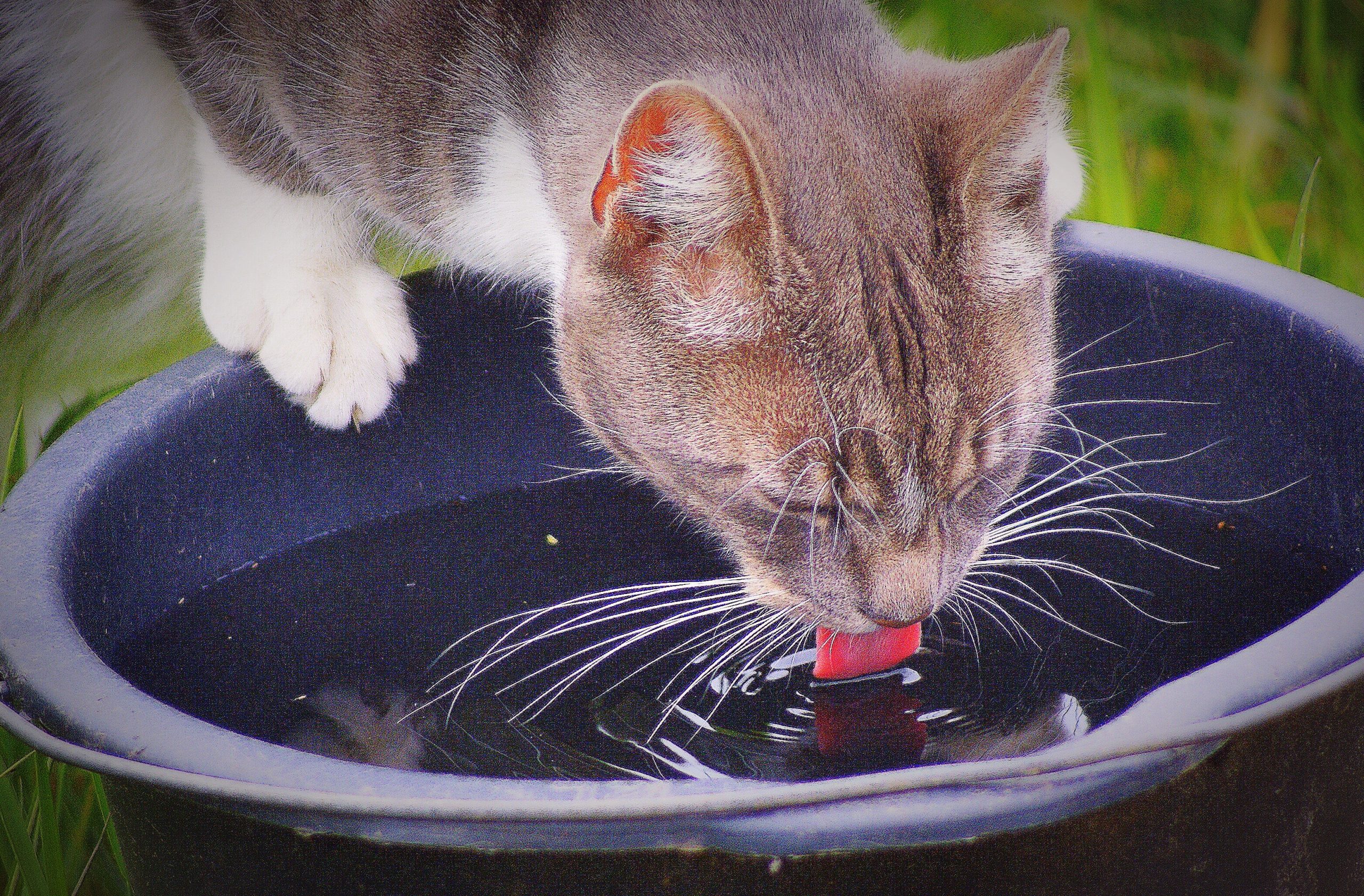 se i gatti soffrono il caldo