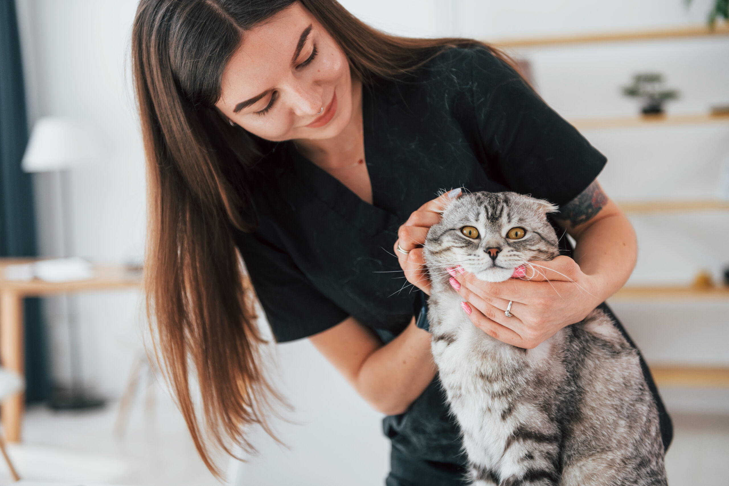 pulizia delle orecchie del gatto