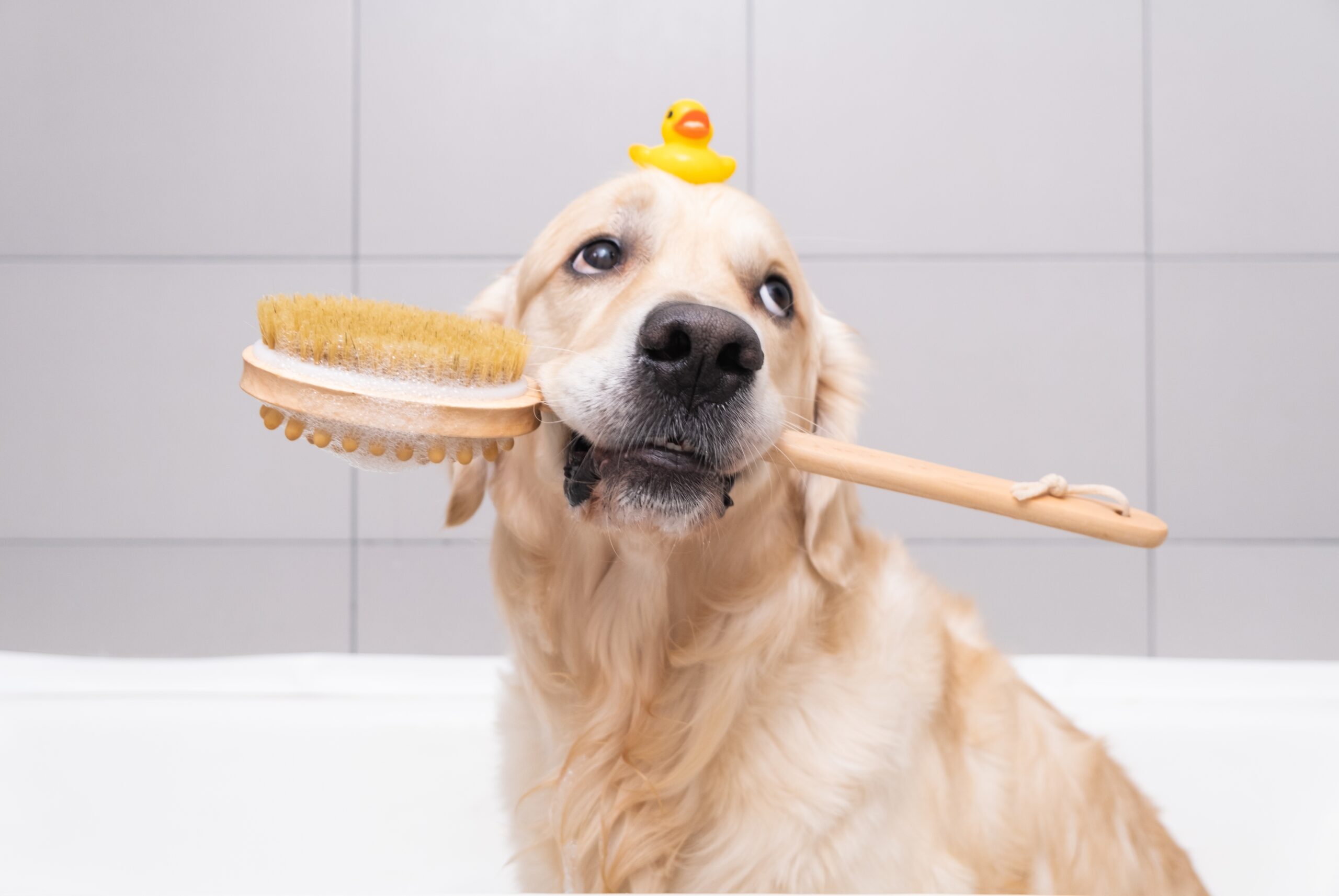 pulizia del cane pulizia del cane