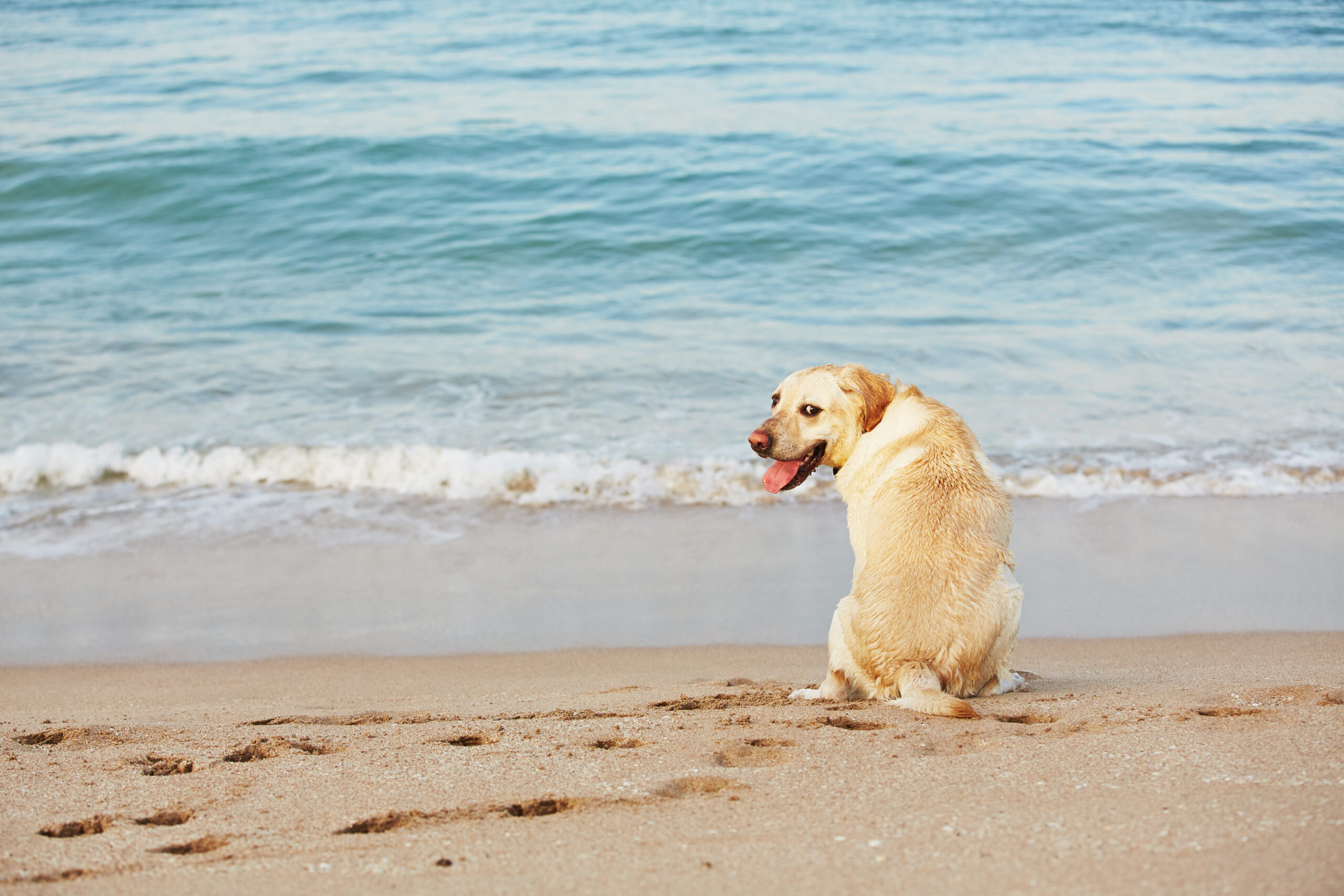 cane al mare