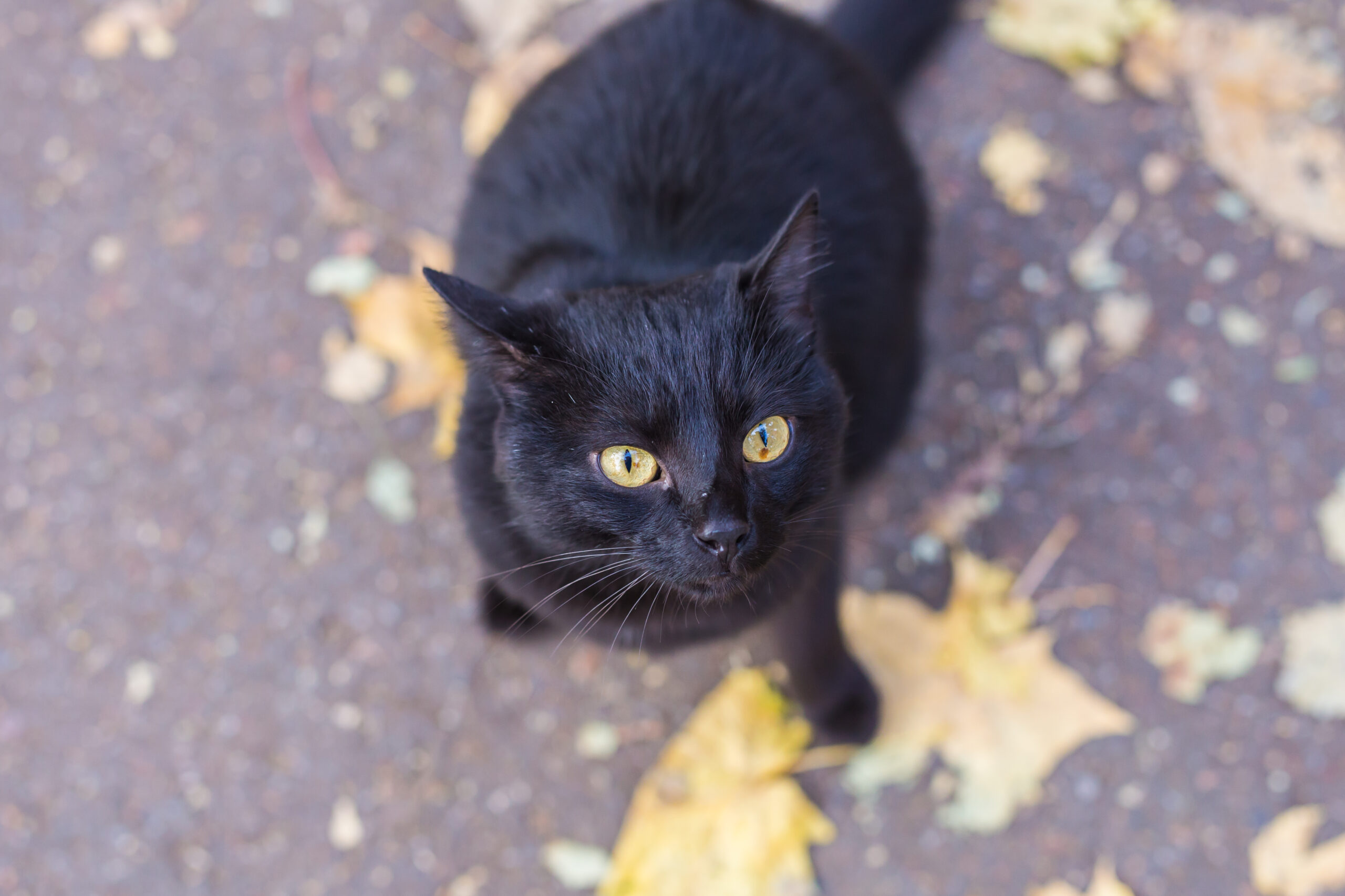 gatto meticcio
