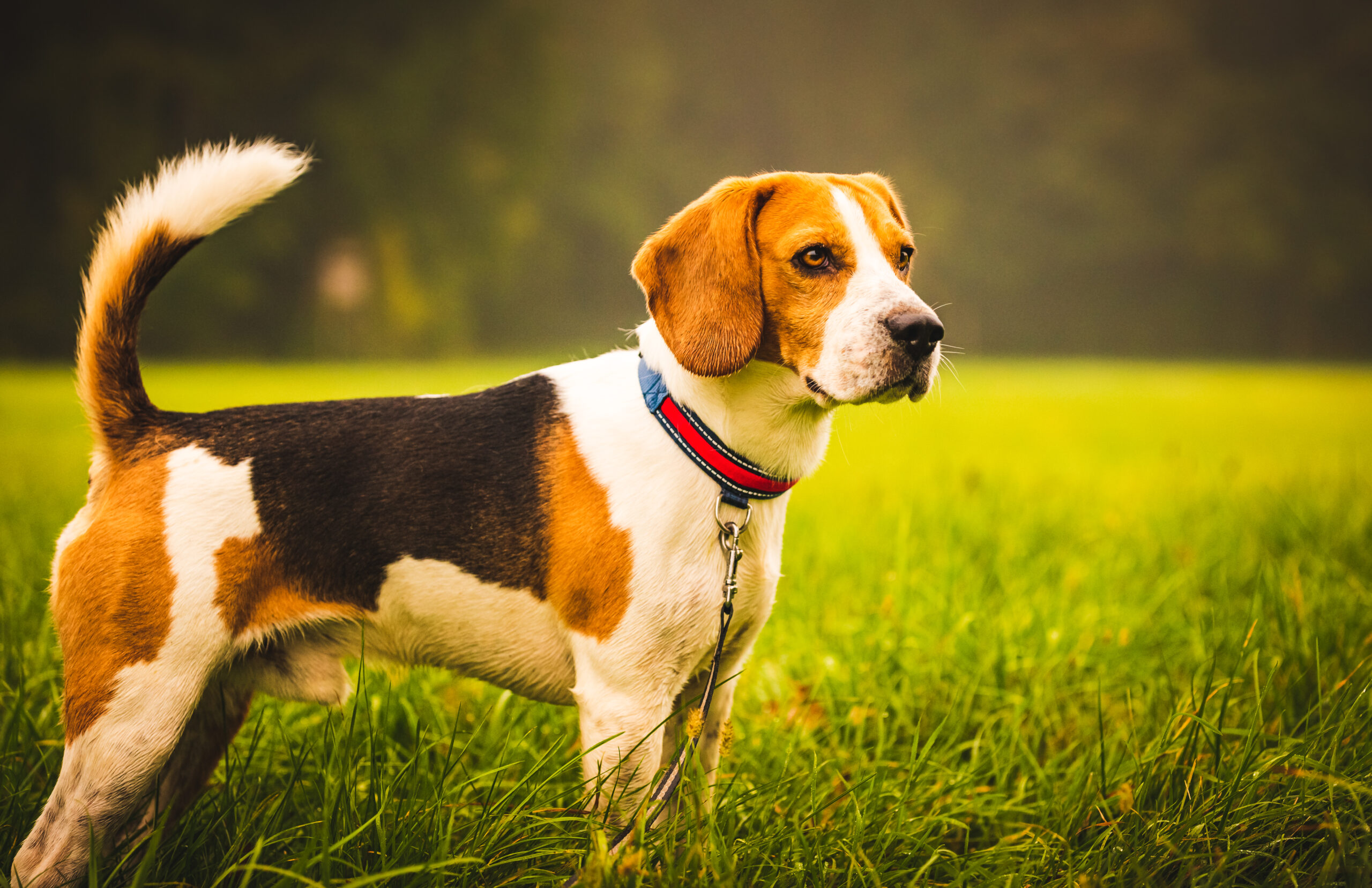 Beagle
