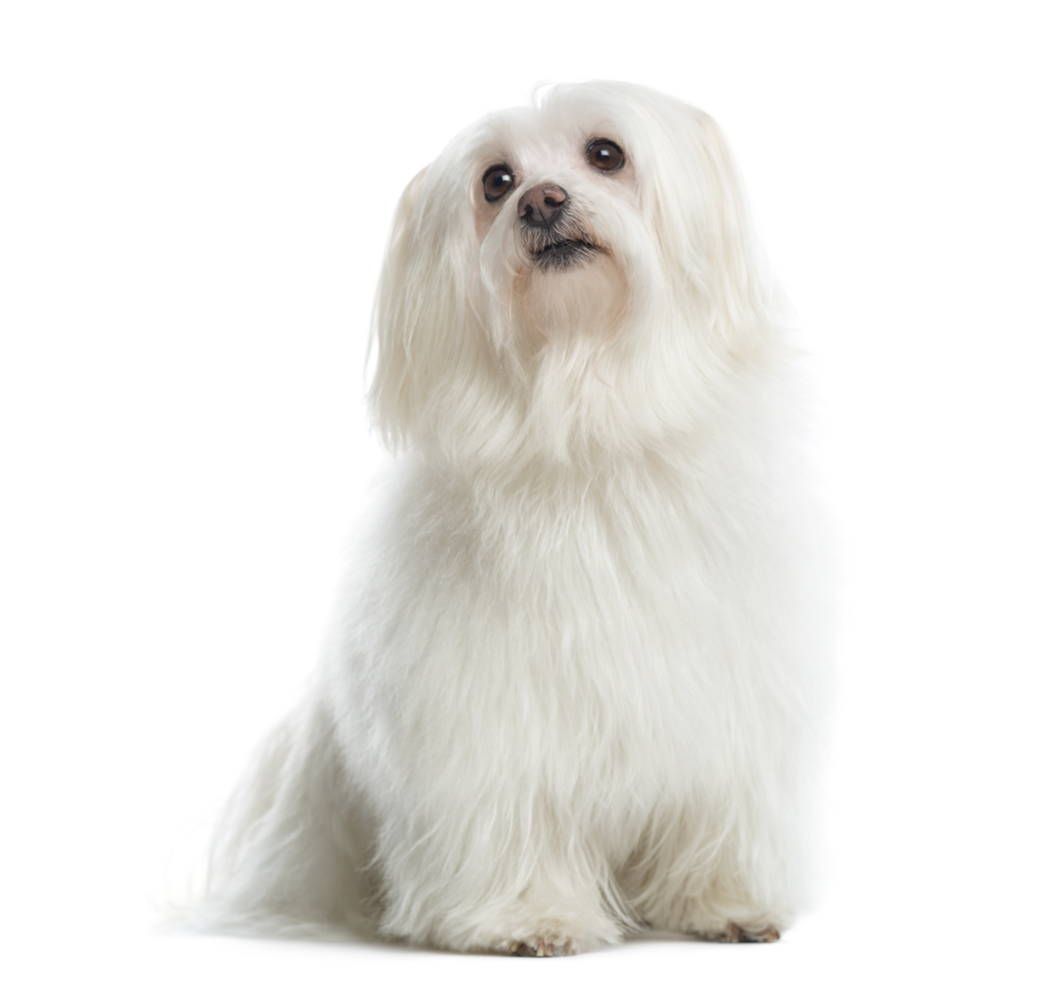 Maltese il cane Maltese è un ottimo cane da compagnia