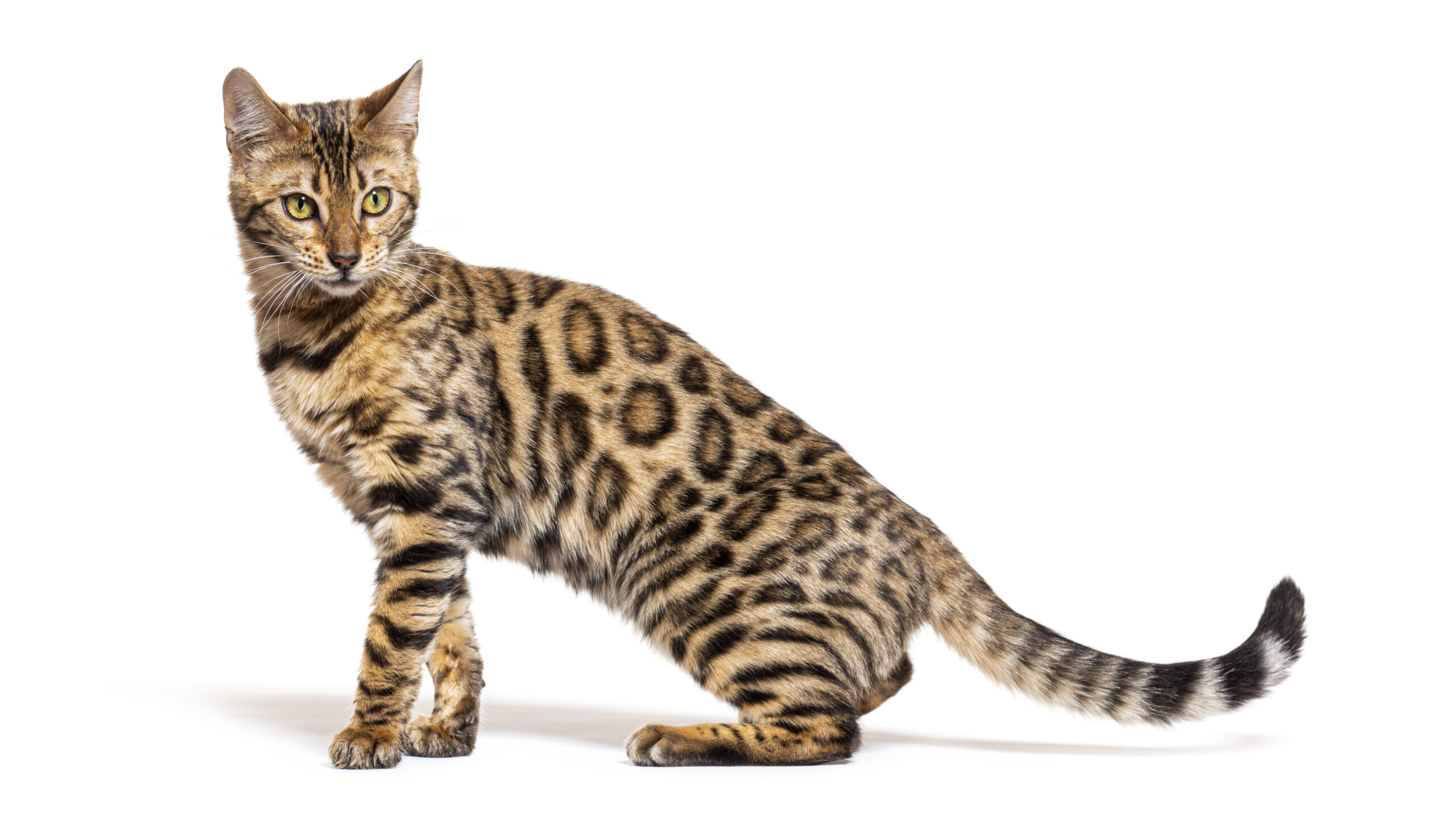 bellissimo esemplare di gatto bengala