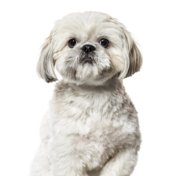cane Shih Tzu esemplare di cane Shih Tzu