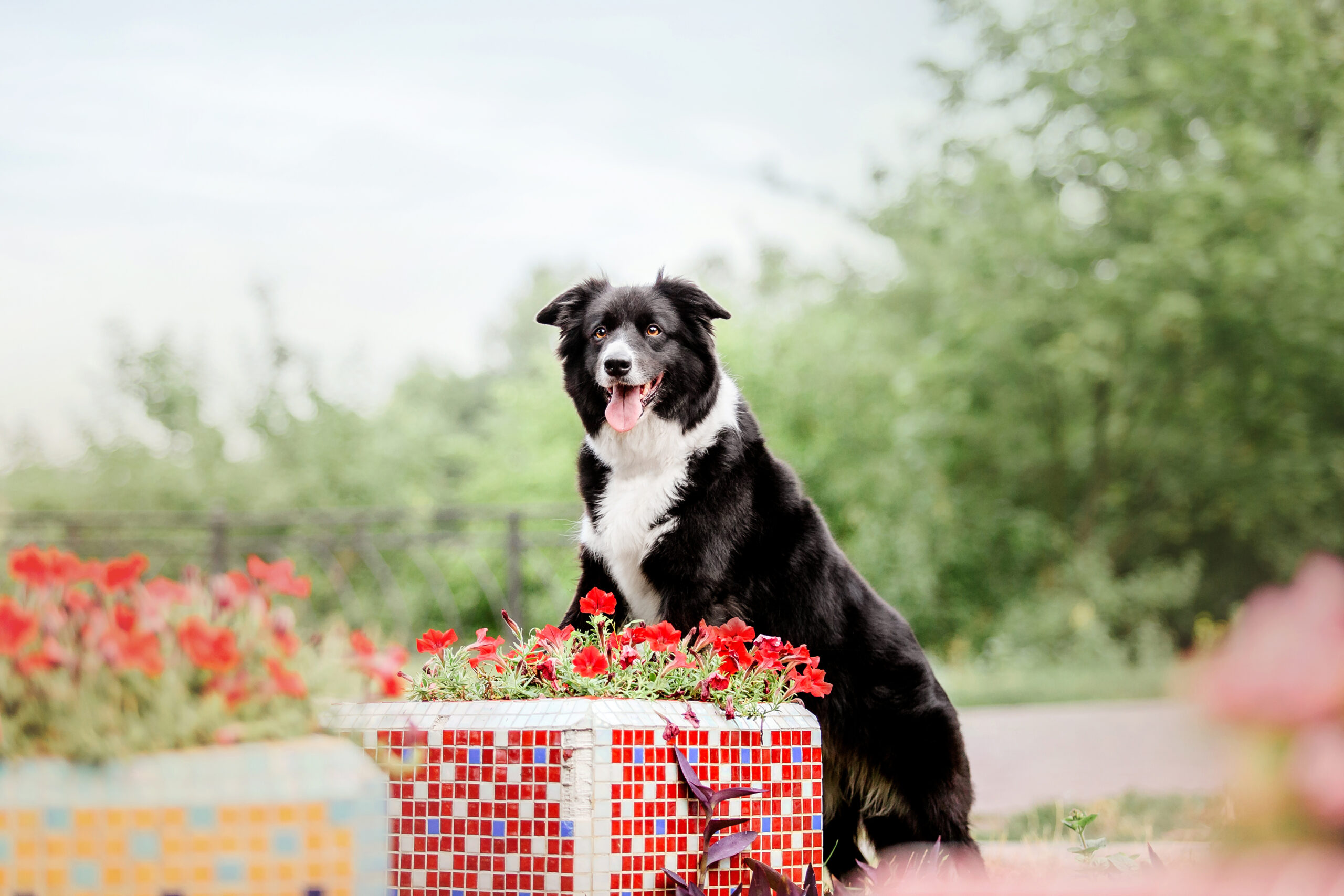 Border Collie esemplare di Border Collie