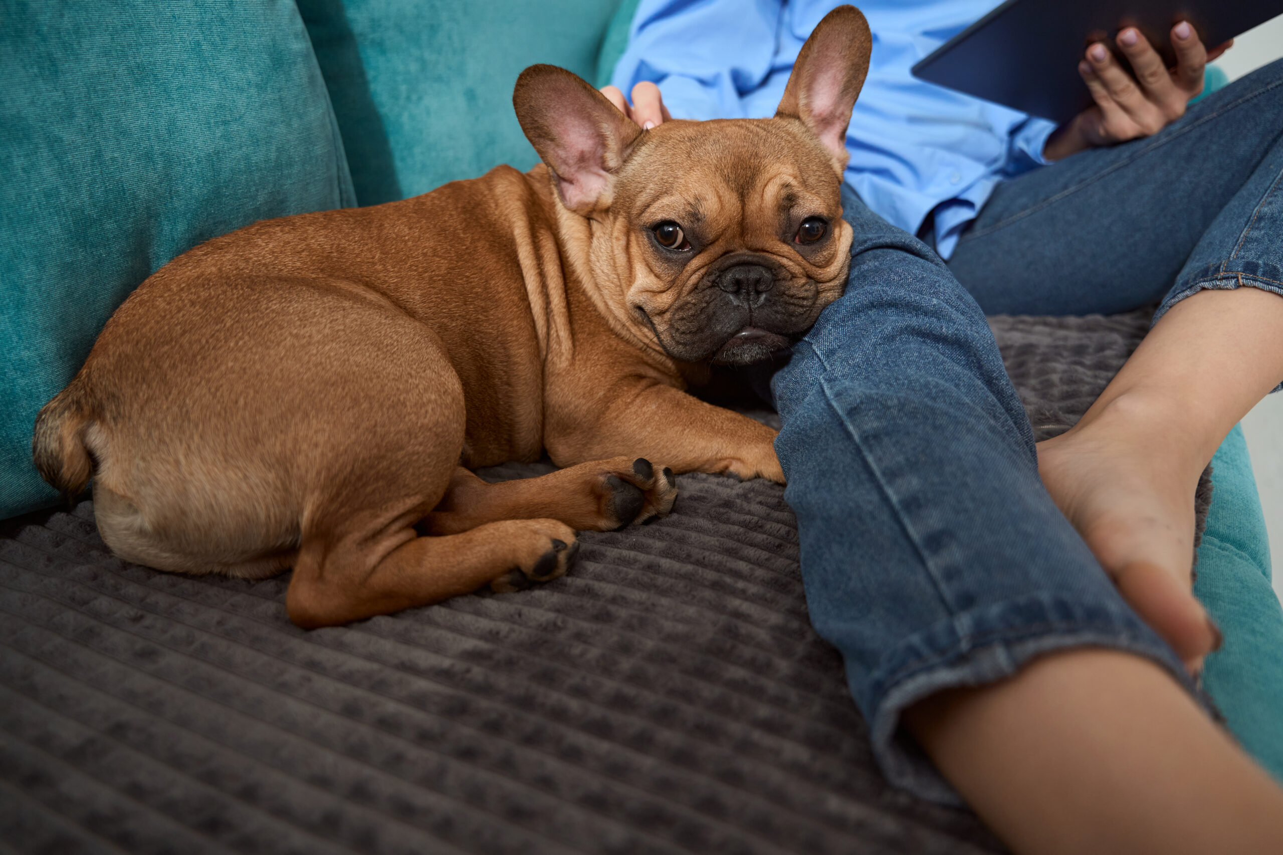 esemplare di Bulldog Francese