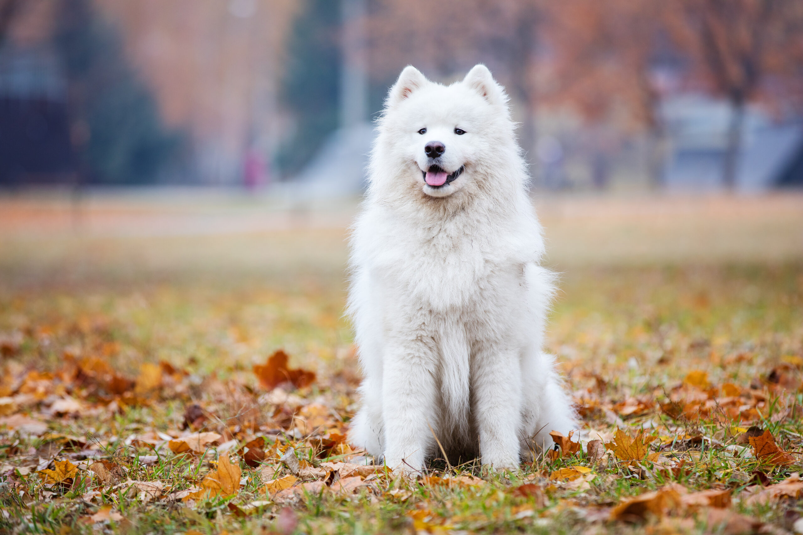 esemplare di cane Samoiedo