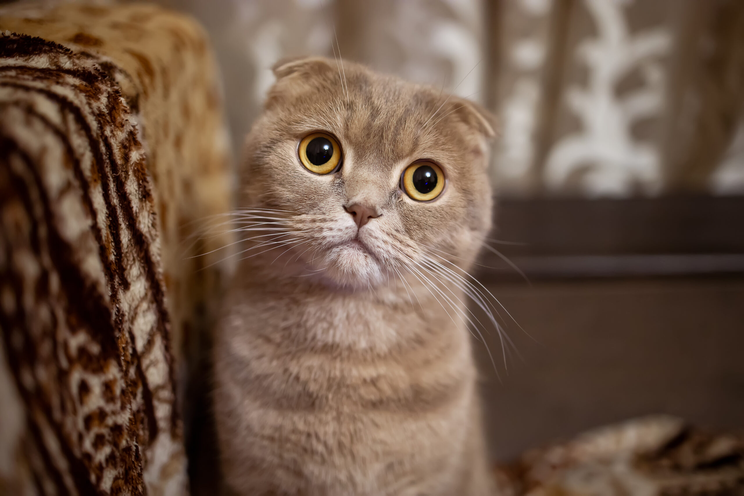 gatto Scottish Fold esemplare di gatto Scottish Fold