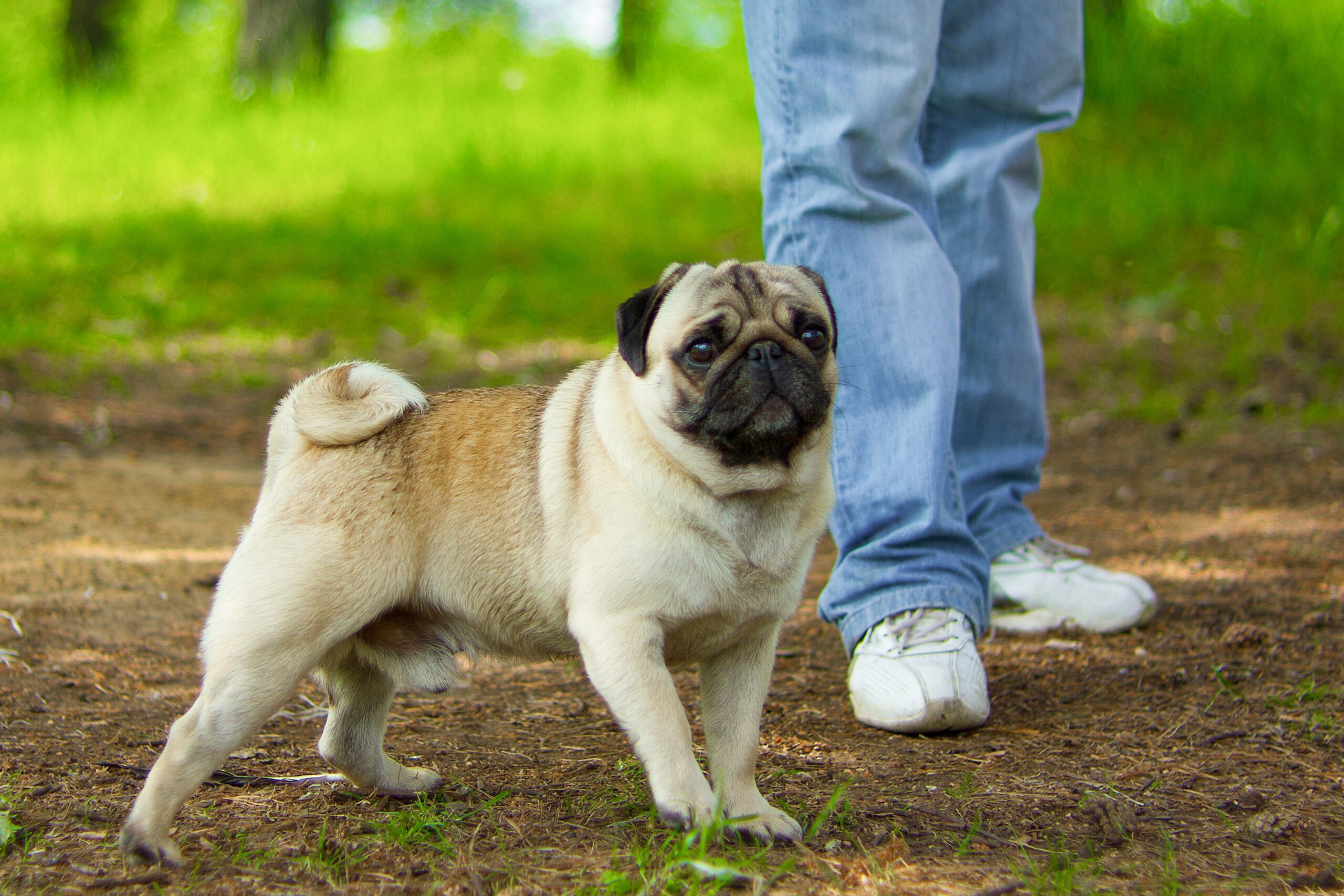 cane Carlino esemplare di cane Carlino