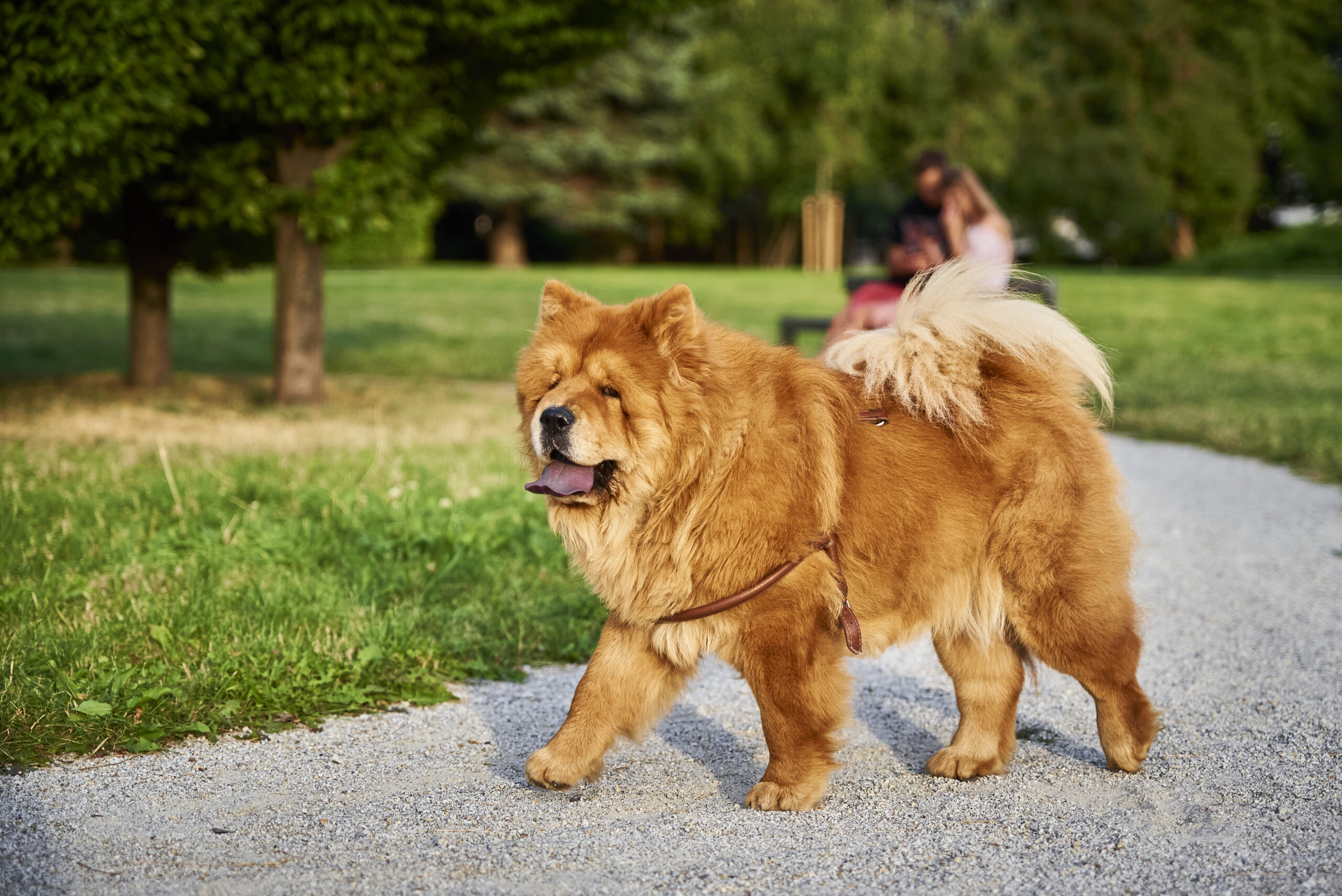 Esemplare di cane Chow Chow