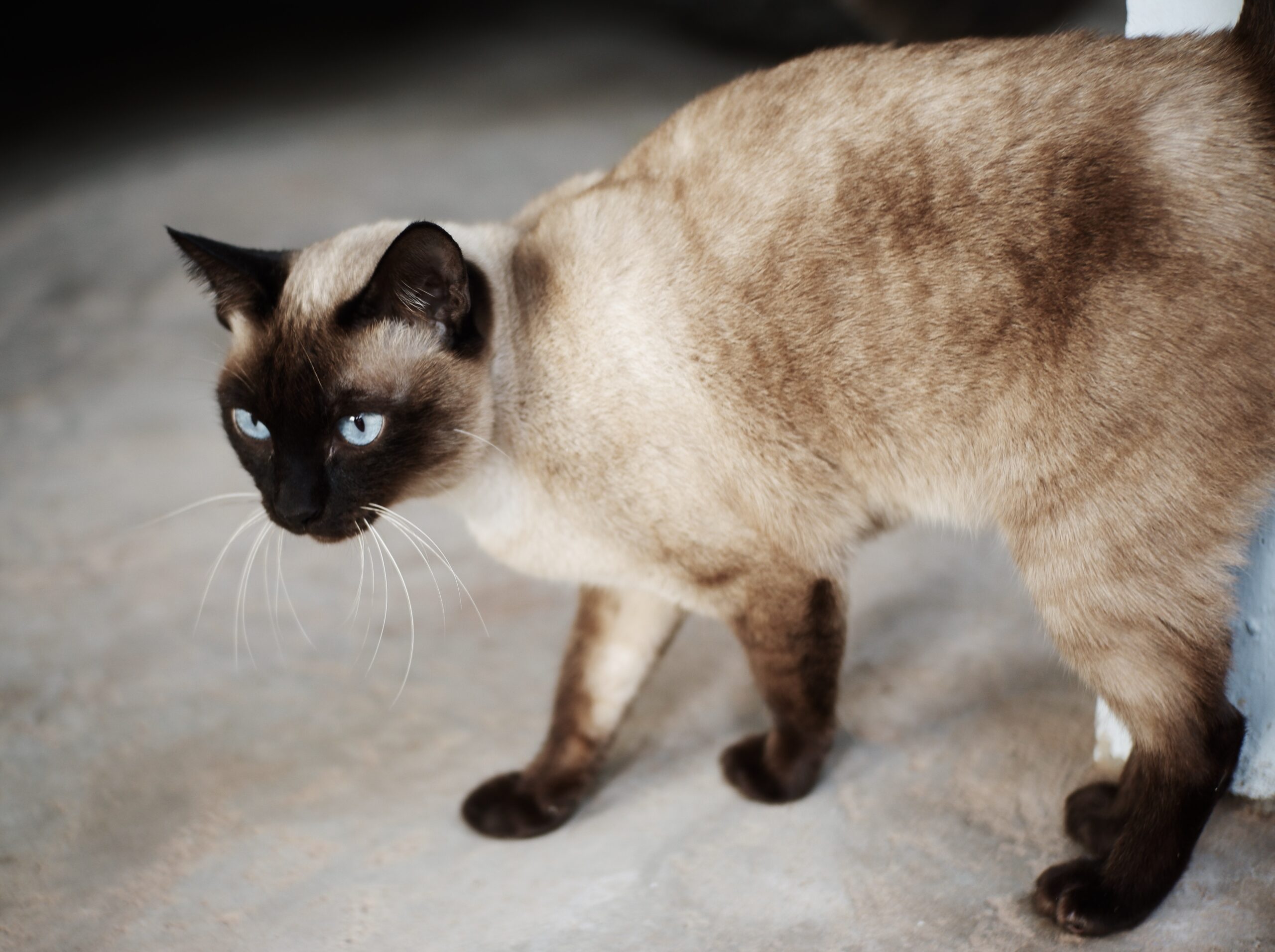 Gatto Siamese esemplare di gatto Siamese