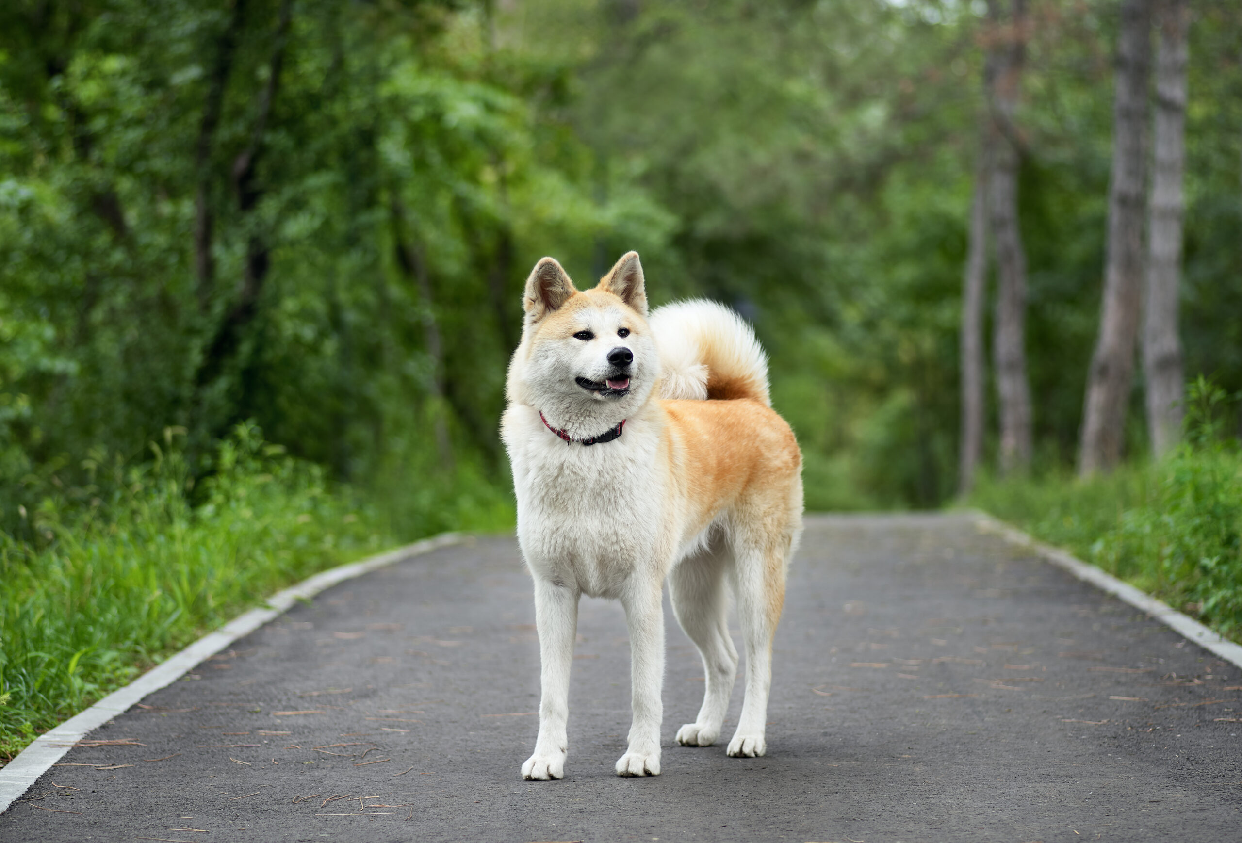 esemplare di Akita giapponese
