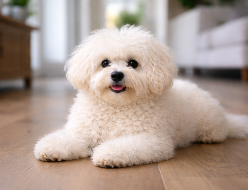 Il cane Bolognese