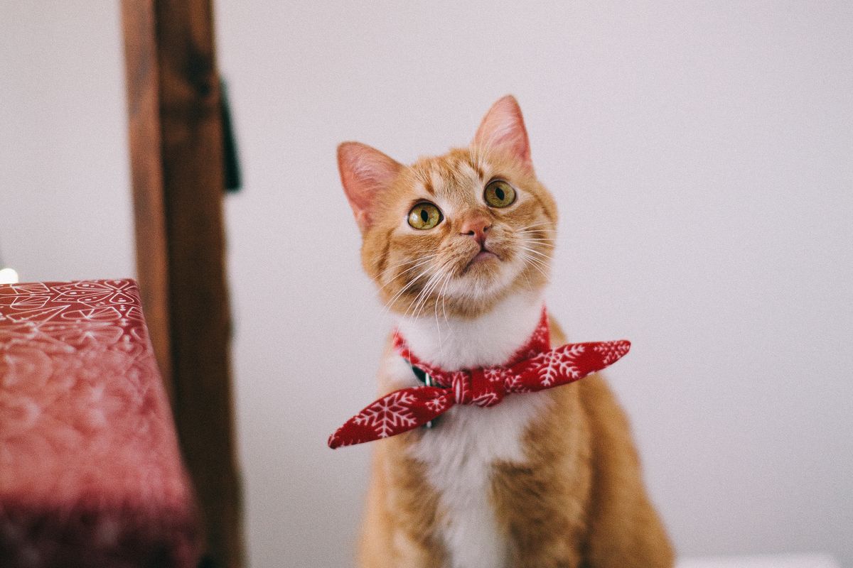 cat