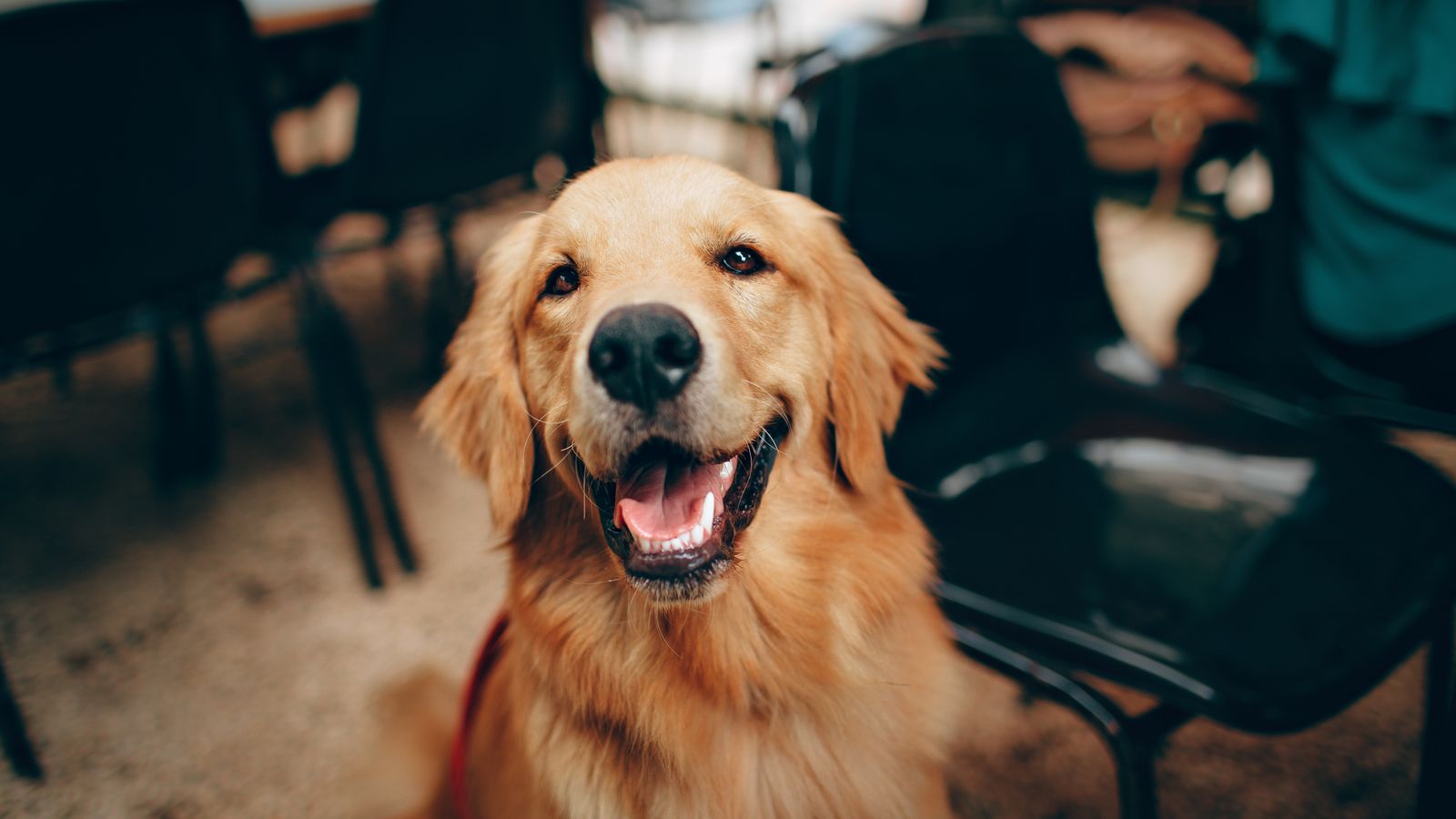 dog2